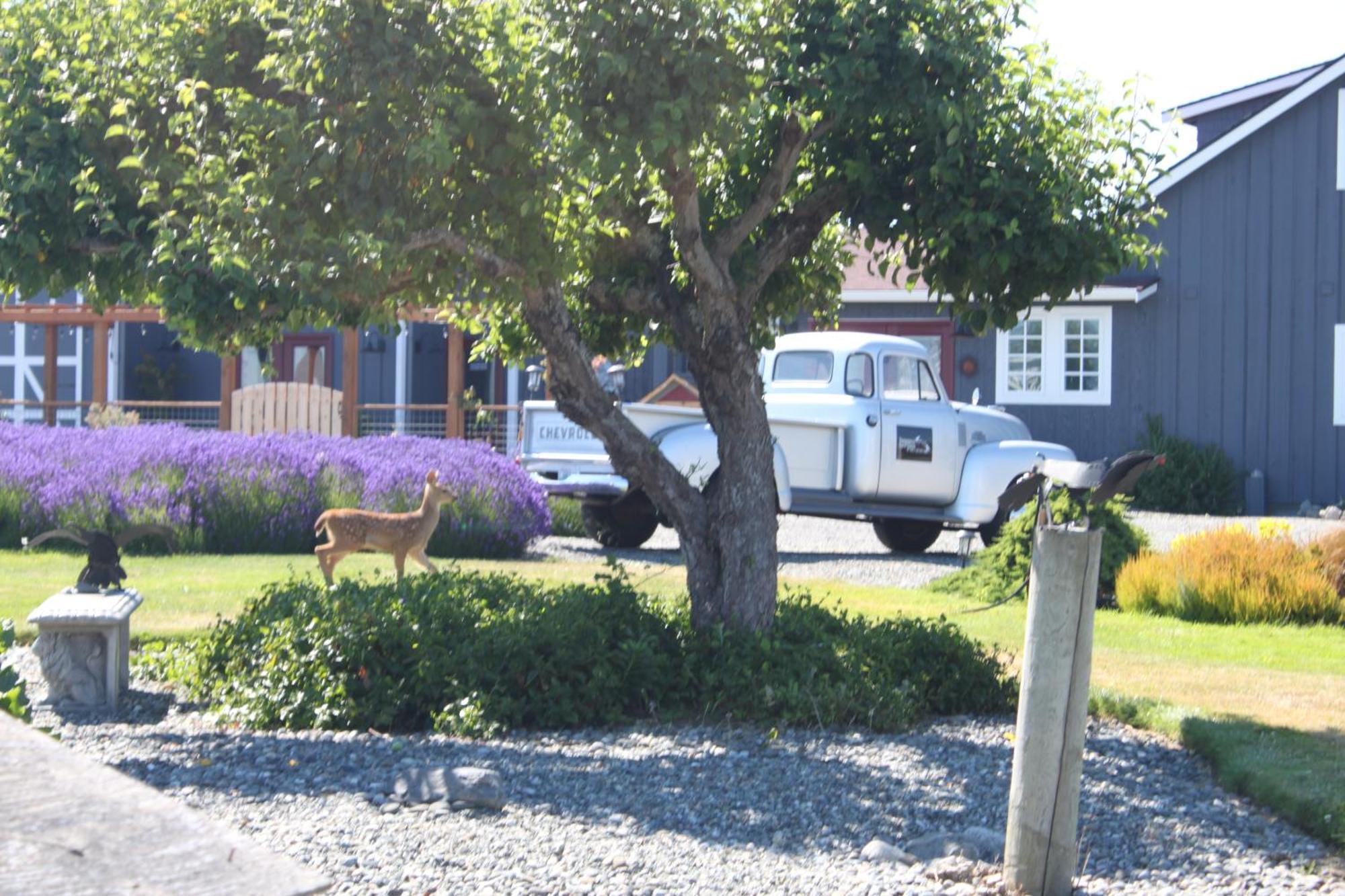 Dungeness Barn House Bed And Breakfast At Two Crows Farm Sequim Exteriér fotografie