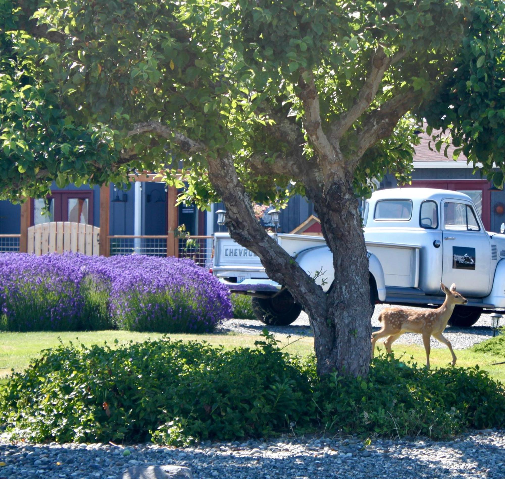 Dungeness Barn House Bed And Breakfast At Two Crows Farm Sequim Exteriér fotografie