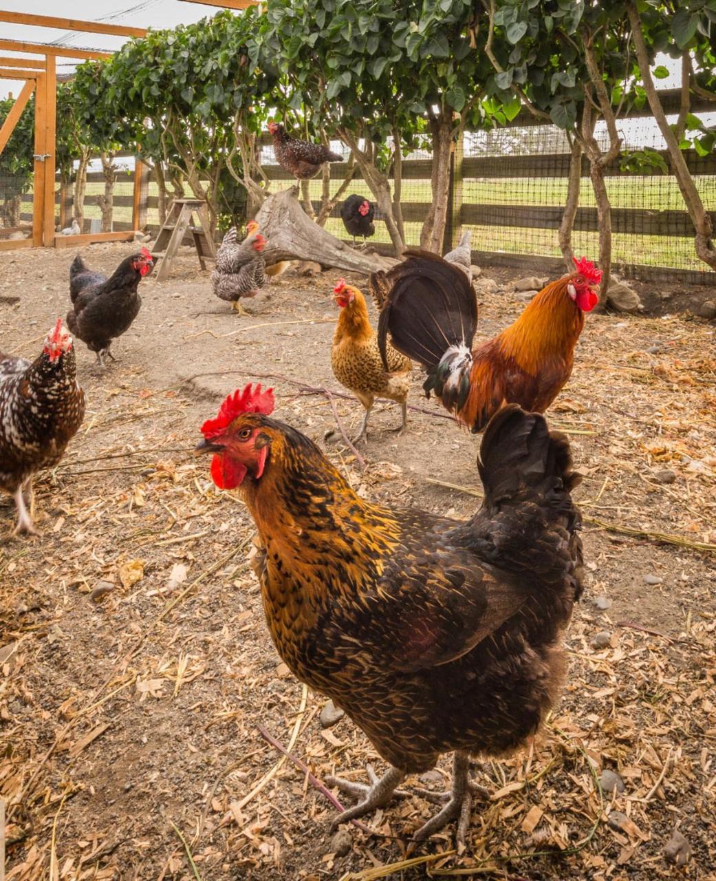 Dungeness Barn House Bed And Breakfast At Two Crows Farm Sequim Exteriér fotografie